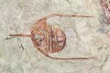 Lonchodomas (Ampyx) Trilobites - Morocco #120748-2